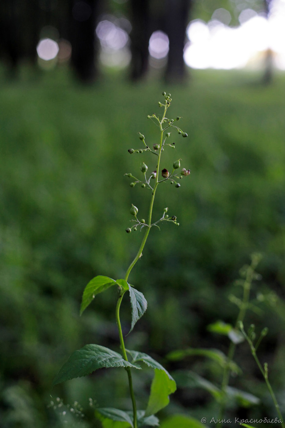 Изображение особи Scrophularia nodosa.