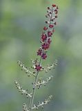 Смотреть изображение Veratrum maackii