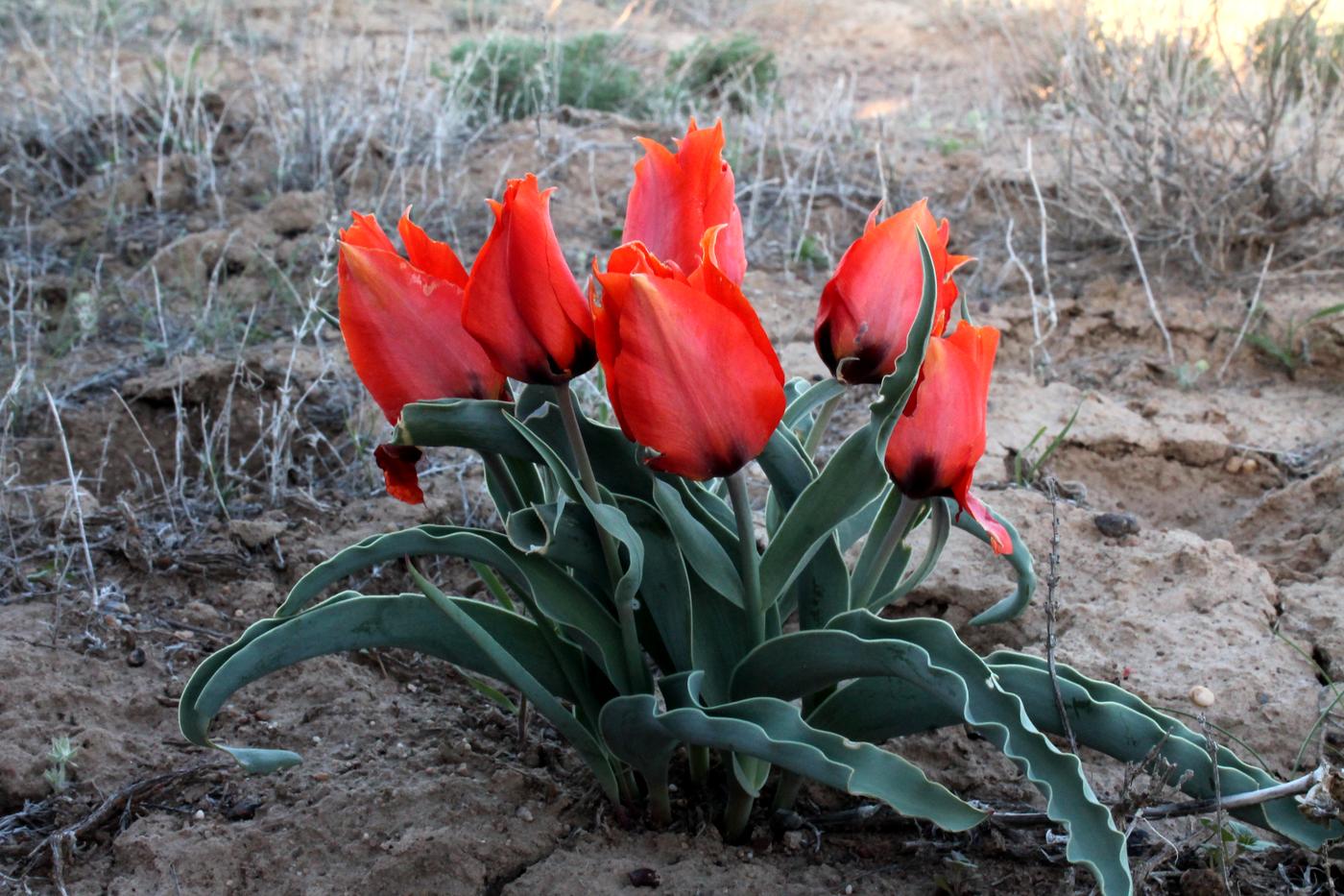 Изображение особи Tulipa borszczowii.