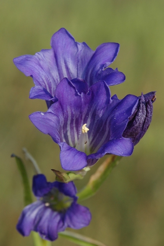 Изображение особи Gentiana decumbens.