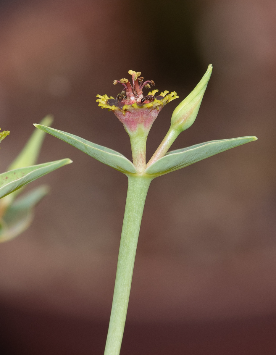 Изображение особи Euphorbia monteiroi.