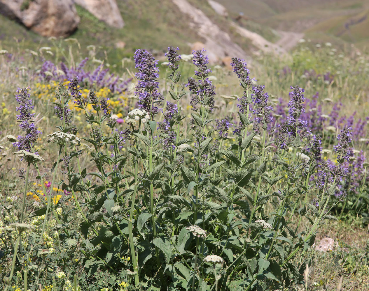 Изображение особи Nepeta grandiflora.