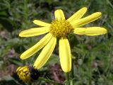 Senecio vernalis