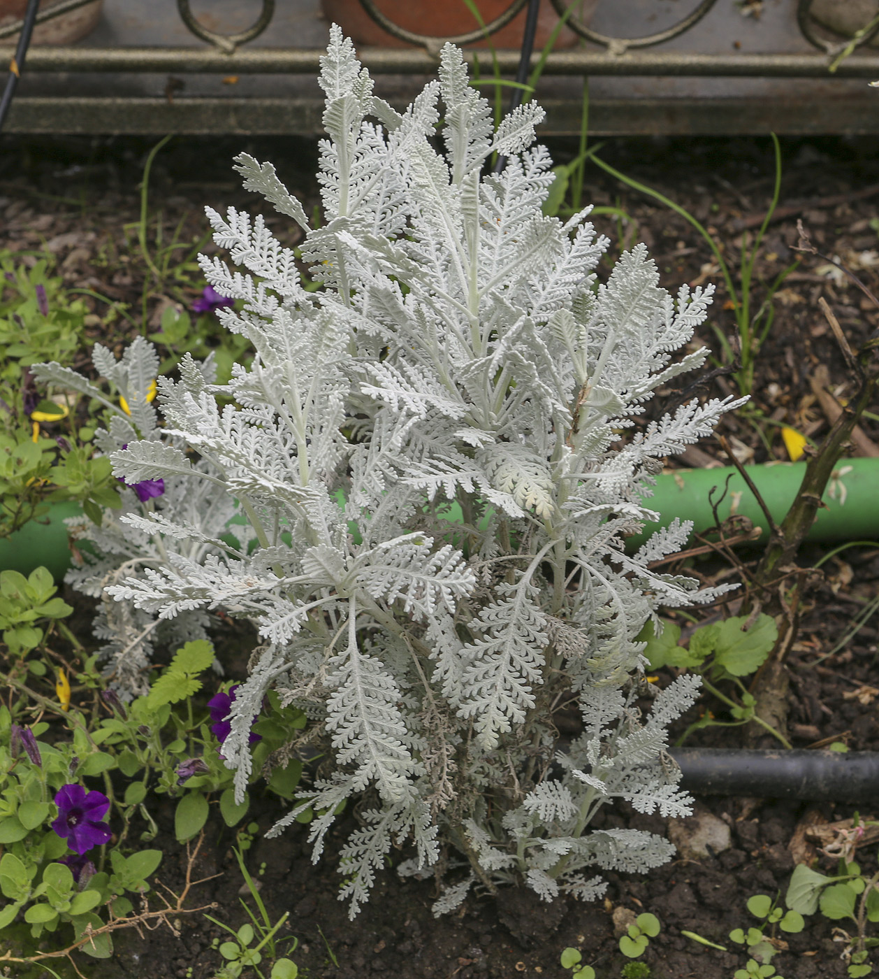 Image of genus Tanacetum specimen.