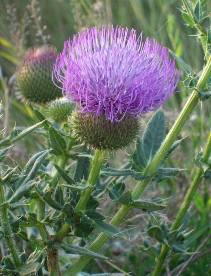 Изображение особи Cirsium ukranicum.