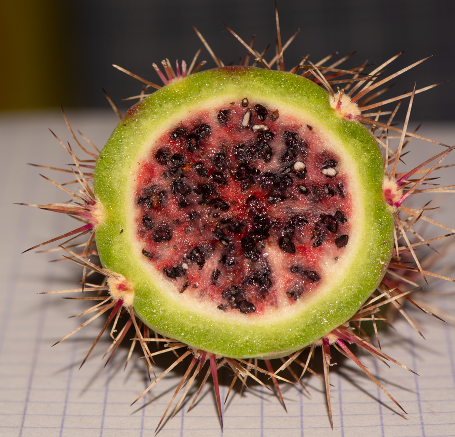 Image of genus Cereus specimen.