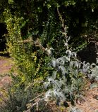 Searsia batophylla. Цветущее растение. Израиль, Иудейские горы, г. Иерусалим, ботанический сад университета. 11.09.2019.