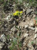 Helianthemum buschii