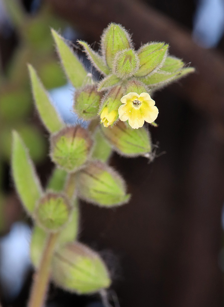 Image of Nonea flavescens specimen.