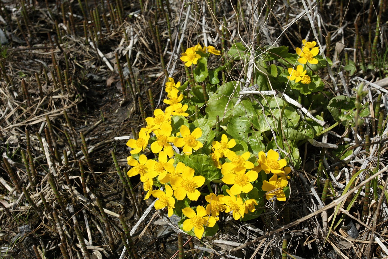 Изображение особи Caltha palustris.