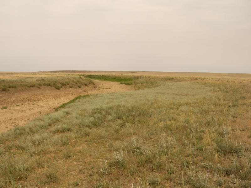 Image of Artemisia semiarida specimen.