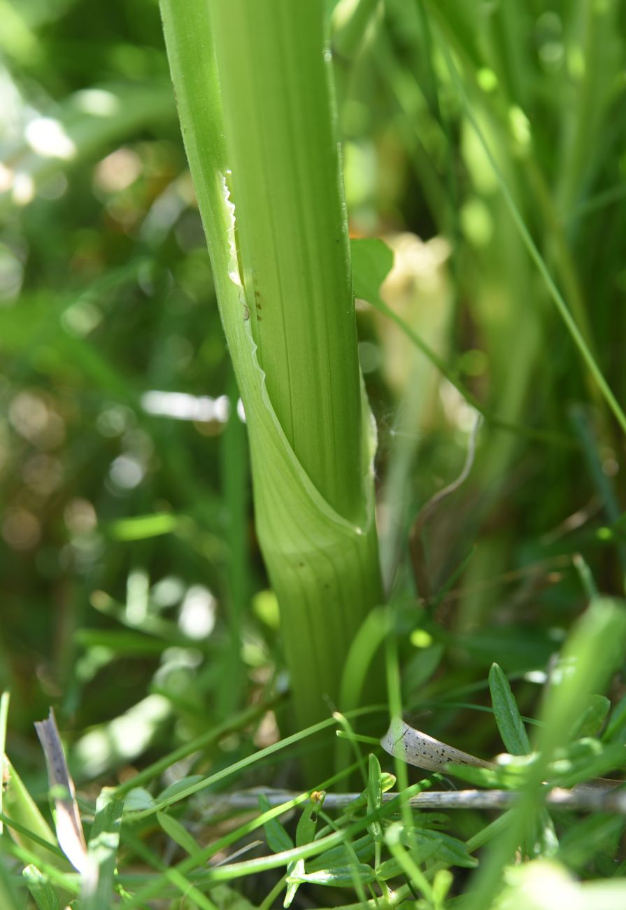 Image of Thalictrum lucidum specimen.