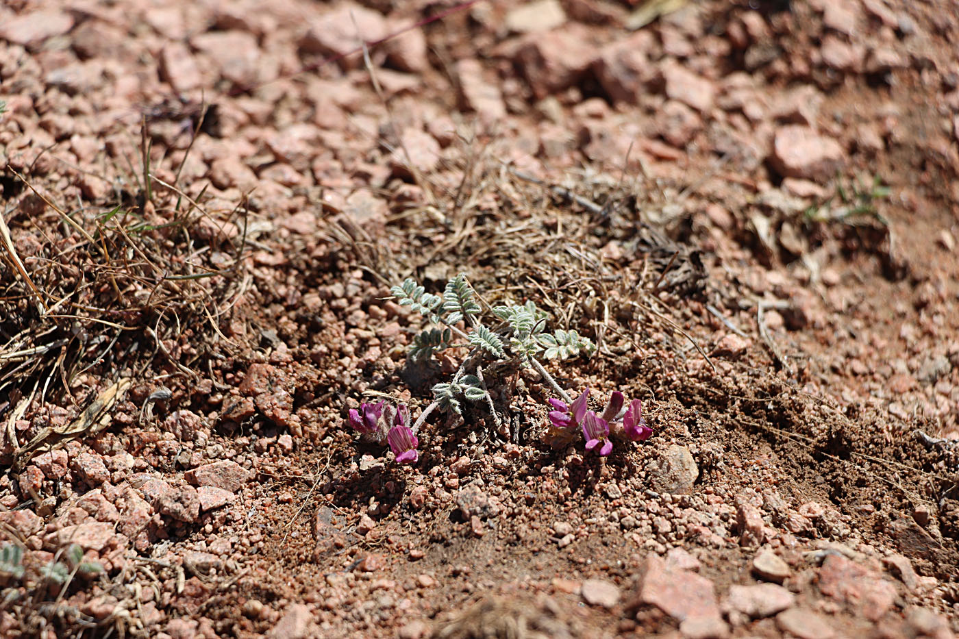 Image of Oxytropis jucunda specimen.