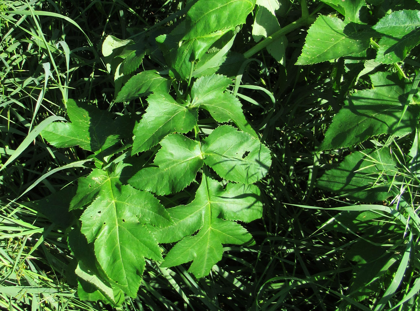 Image of Archangelica decurrens specimen.