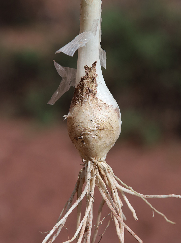 Image of Allium altaicum specimen.