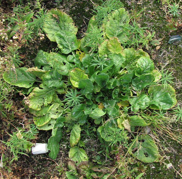 Image of Barbarea arcuata specimen.