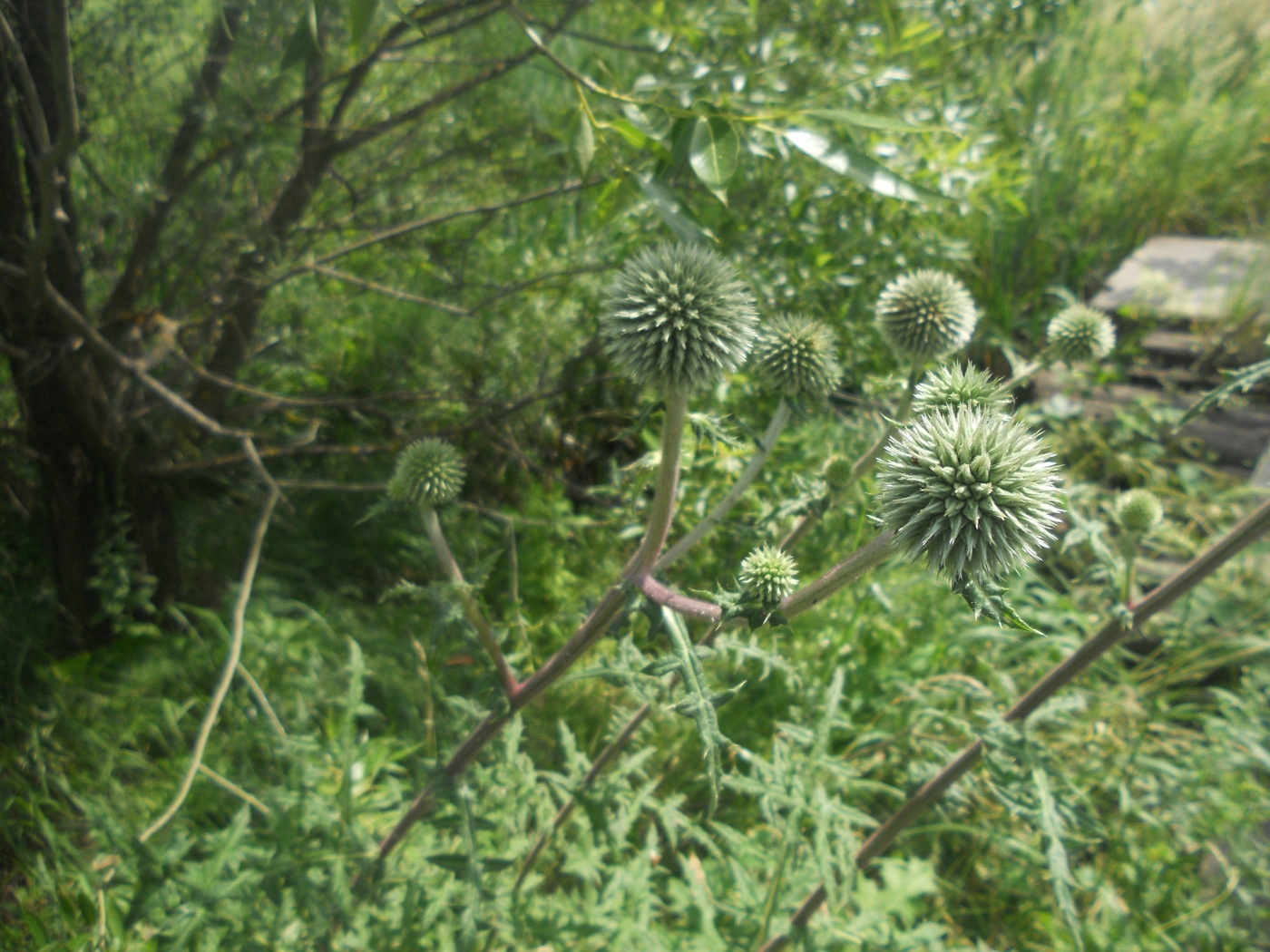 Изображение особи Echinops sphaerocephalus.