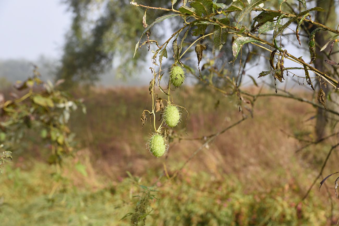 Изображение особи Echinocystis lobata.