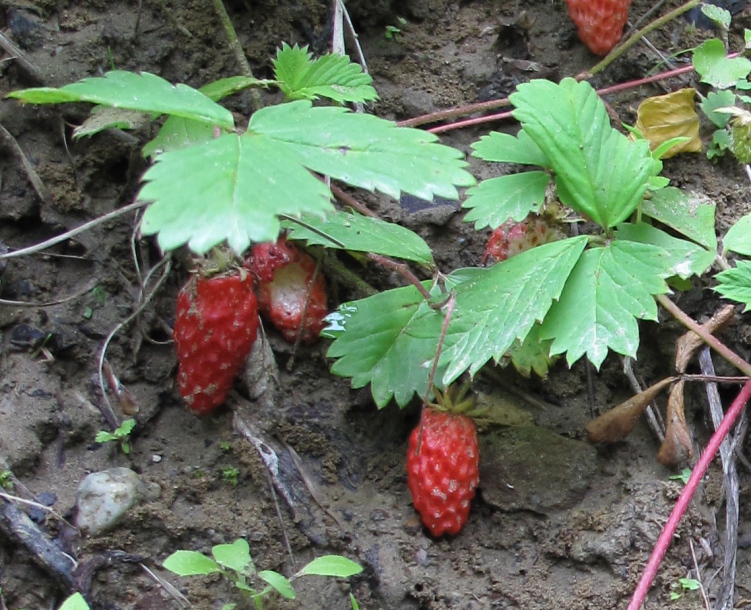 Изображение особи Fragaria iinumae.