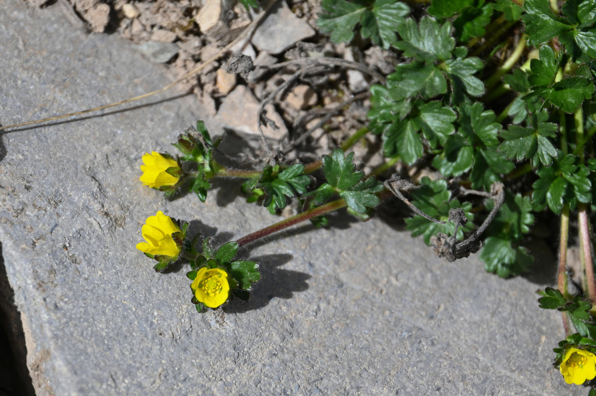 Изображение особи Potentilla gelida.