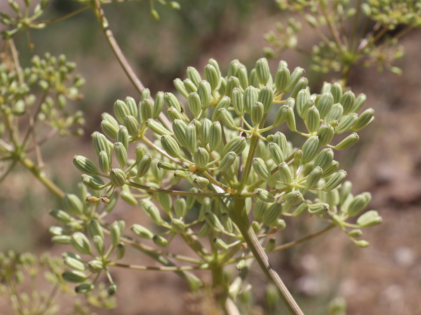 Image of Ferula diversivittata specimen.