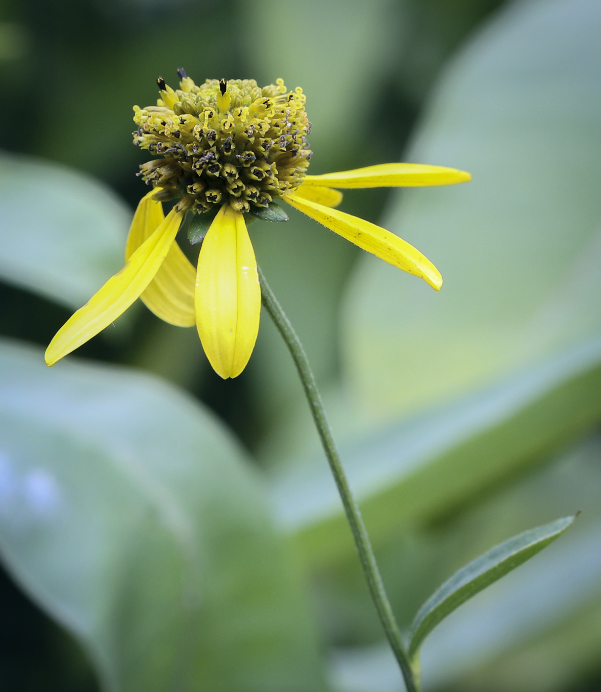 Image of Rudbeckia laciniata specimen.