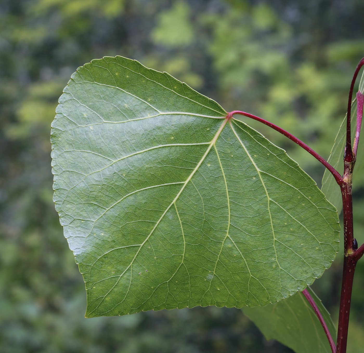 Image of genus Populus specimen.