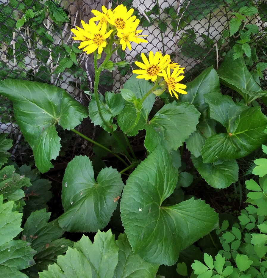 Image of Ligularia trichocephala specimen.