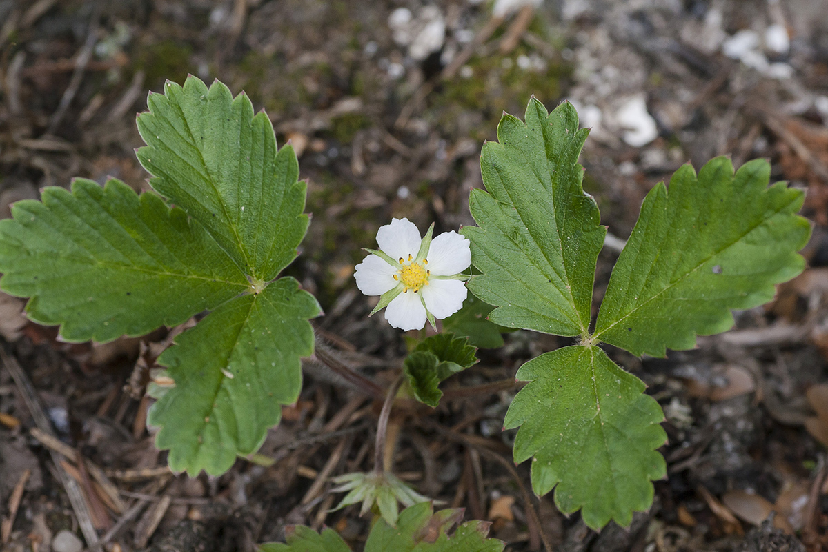 Изображение особи Fragaria vesca.