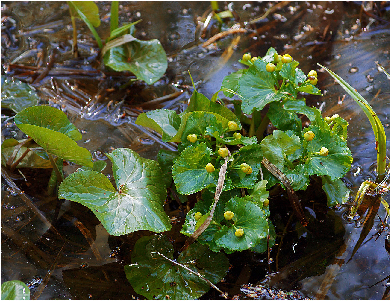 Image of Caltha palustris specimen.