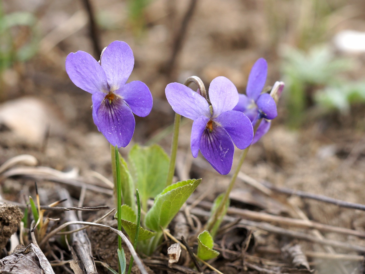 Image of Viola ambigua specimen.