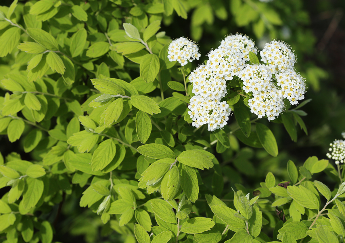 Изображение особи Spiraea media.