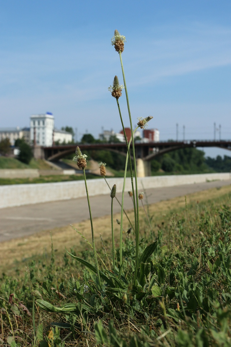 Image of Plantago lanceolata specimen.