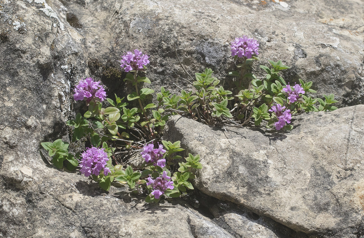 Изображение особи род Thymus.