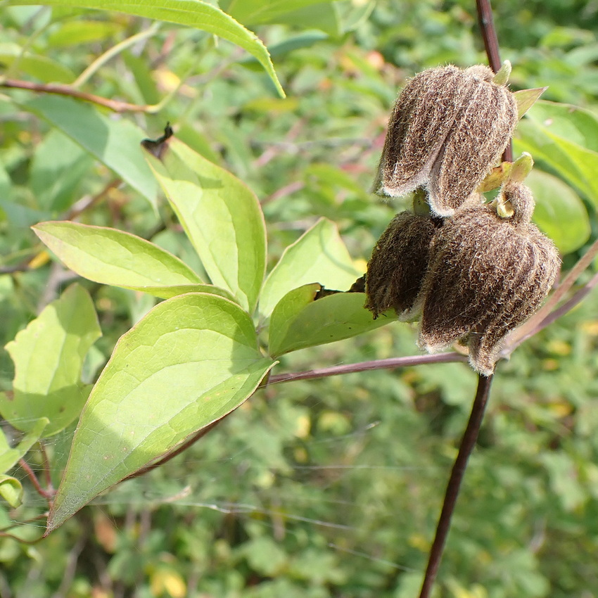 Image of Clematis fusca specimen.