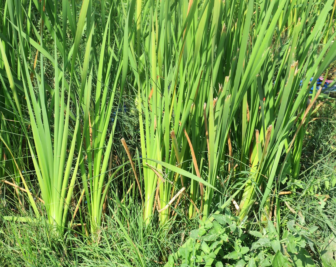 Image of Typha latifolia specimen.