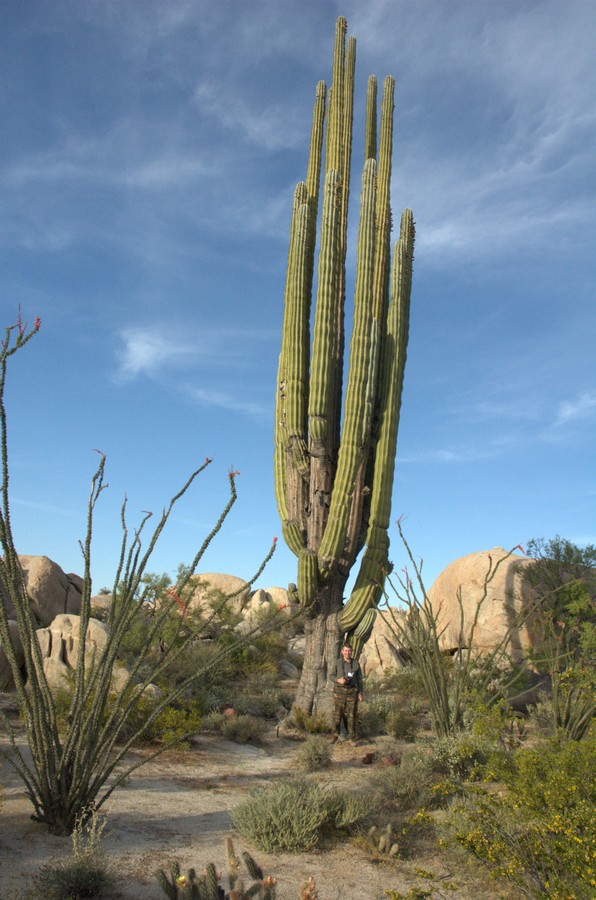 Image of Pachycereus pringlei specimen.