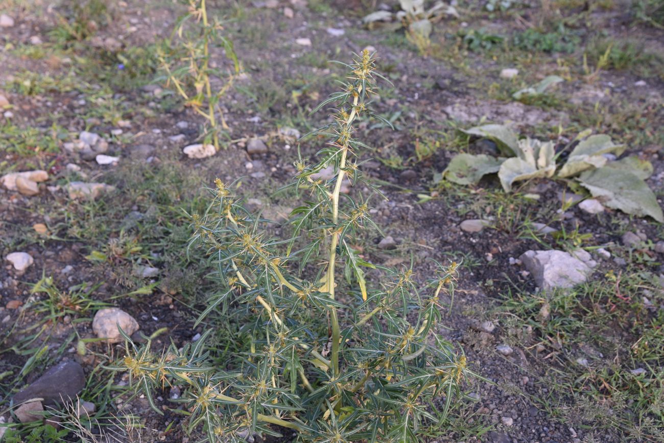 Image of Xanthium spinosum specimen.