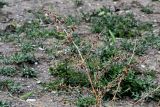 Xanthium spinosum. Верхушка сухого плодоносящего растения. Дагестан, Буйнакский р-н, долина р. Сулак, побережье Чиркейского водохранилища, глинистый склон. 01.05.2022.