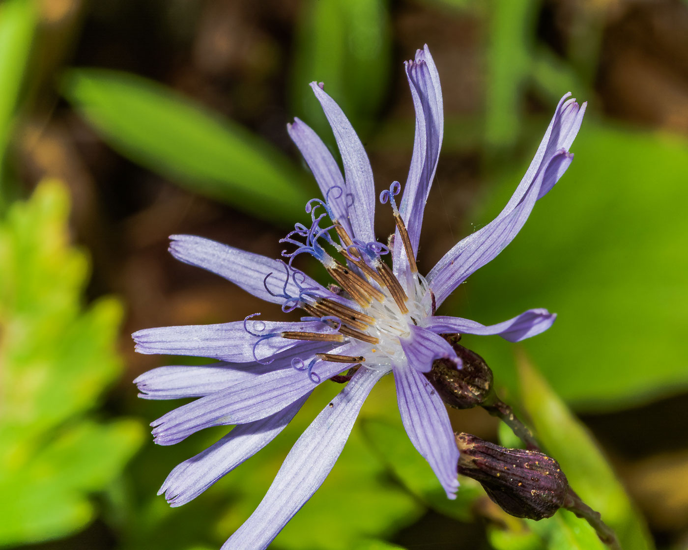 Image of Lactuca sibirica specimen.