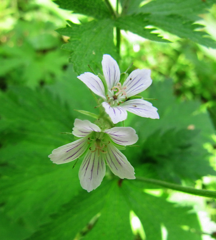 Изображение особи Geranium sylvaticum.