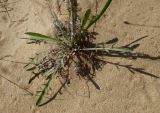 genus Centaurea. Прикорневые листья и основание побега. Болгария, Бургасская обл., г. Несебр, природный заказник \"Песчаные дюны\", дюна. 17.09.2021.