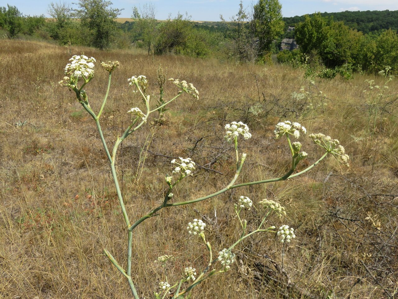 Image of Seseli rhodopeum specimen.