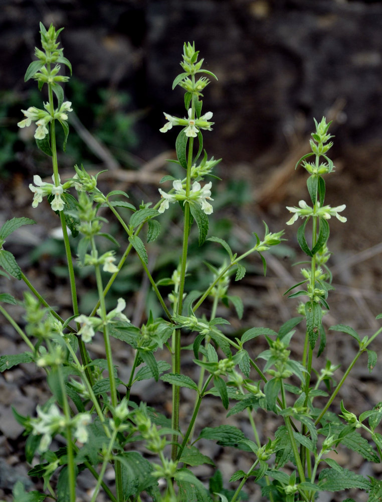 Image of Stachys pubescens specimen.