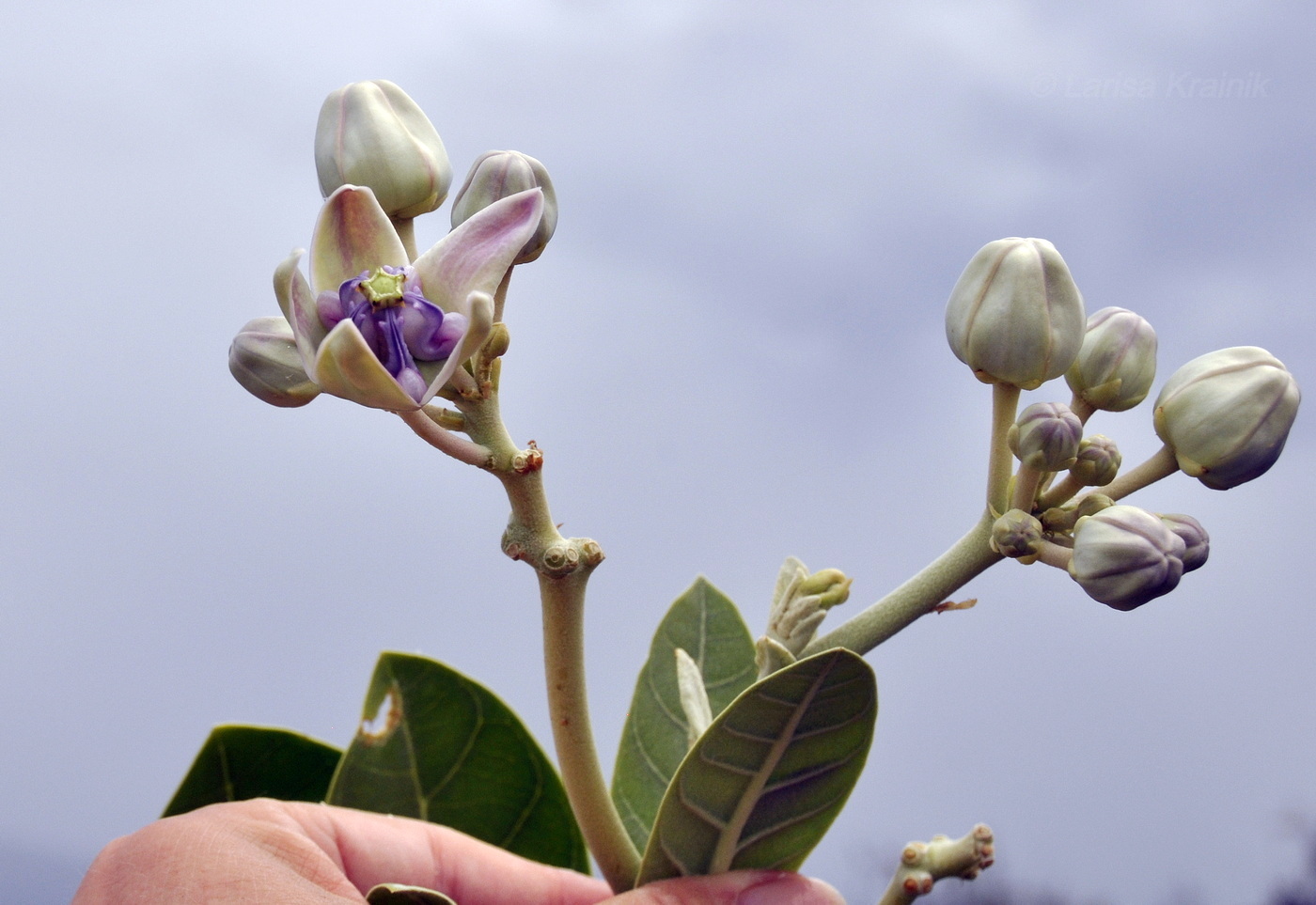 Image of Calotropis gigantea specimen.