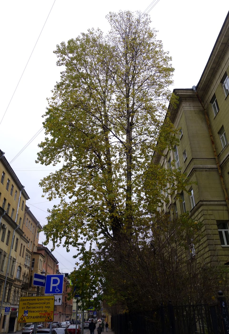 Image of genus Populus specimen.