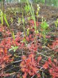 Drosera rotundifolia. Плодоносящие растения на торфяном берегу заболоченного старого карьера. Коми, Корткеросский р-н, окр. пос. Маджа. 14.08.2010.