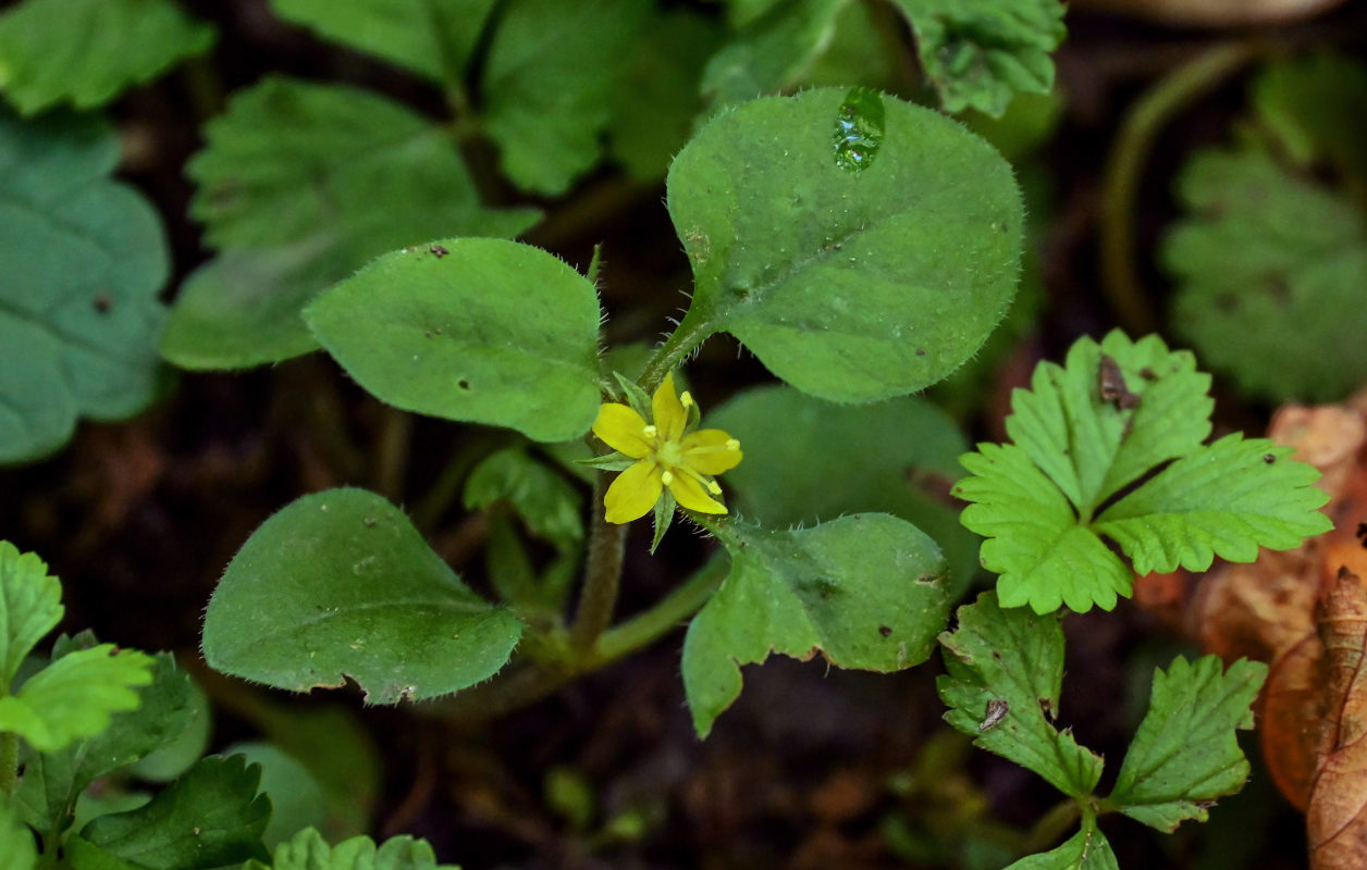 Image of Lysimachia japonica specimen.