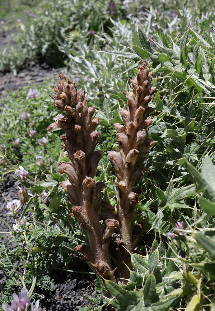 Image of Orobanche dagestanica specimen.