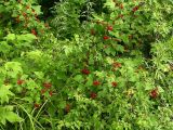 Rubus crataegifolius. Плодоносящие растения. Приморский край, 25 км Ю-З Уссурийска, 10 км Ю-З пос Кроуновка. 2 августа 2004 г.